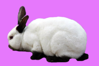加利福尼亚兔—<em>中型</em>肉用品种兔