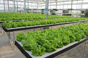 课程标准：园艺技术《蔬菜生产》课程标准