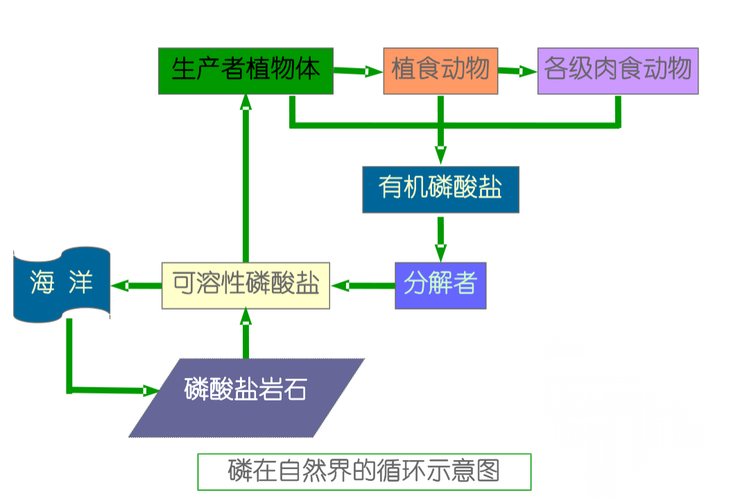 磷在自然界的<em>循环</em>示意图