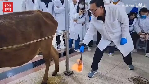 中兽医老师用火烧牛背 学生：这是给动物做 “保健”