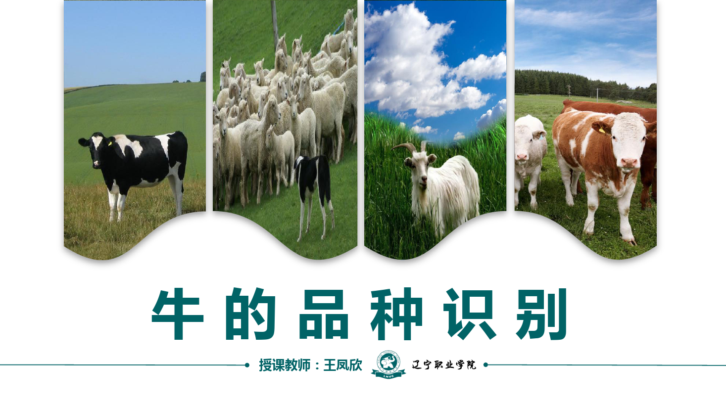 课件：畜牧兽医专业《牛羊生产技术—牛的品种识别》