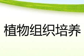 <em>课件</em>：绿色生物制造<em>技术</em><em>专业</em>《<em>植物</em>组织培养》