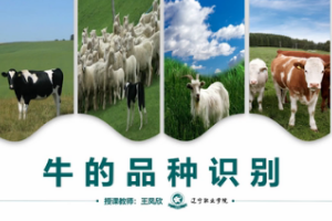 微课：畜牧兽医专业《牛羊生产技术—牛的品种识别》