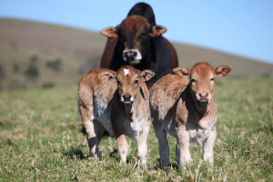课程标准：畜牧兽医专业《牛羊生产》课程标准