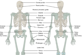 带你了解骨骼系统