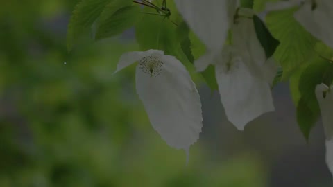 珙桐：花朵会变三种颜色的植物