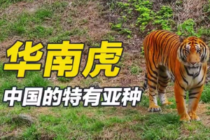 华南虎—中国特有亚种
