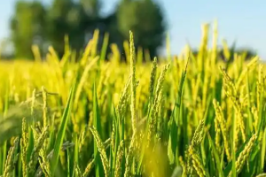 农学类专业：《植物与植物生理》课程思政的探索