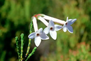 <em>课件</em>：<em>生态</em><em>农业技术</em><em>专业</em>《<em>植物</em><em>与</em><em>植物</em>生理— 11.1<em>植物</em>成花生理1》