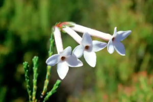 <em>课件</em>：<em>生态</em><em>农业技术</em><em>专业</em>《<em>植物</em><em>与</em><em>植物</em>生理— 11.2<em>植物</em>成花生理2》