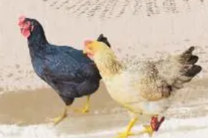 动物科学专业：《禽生产学—蛋的形成机理》课程思政课堂教学设计