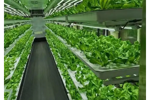 现代农业<em>技术</em><em>专业</em>：《<em>蔬菜</em><em>生产</em>—<em>蔬菜</em><em>生产</em>概述》<em>课程</em><em>思</em><em>政</em><em>课堂教学</em><em>设计</em>