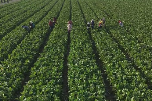 现代农业：常德安乡菜地里，藏着一整套农业科幻片