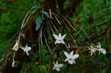 林业技术<em>专业</em> ：《植物<em>与</em>植物生理—生命<em>的</em>长城—细胞信号转导》<em>课程</em><em>思</em><em>政</em><em>案例</em>