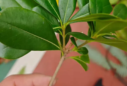 <em>课件</em>：<em>林业</em><em>技术</em><em>专业</em>《<em>森林</em>植物识别——被子植物识别樟科特征及植物识别》