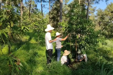 <em>林业</em><em>技术</em><em>专业</em>：《<em>森林</em>调查<em>技术</em>—<em>森林</em>资源调查中<em>的</em>生态保护原则》<em>课程</em><em>思</em><em>政</em><em>课堂教学</em><em>设计</em>