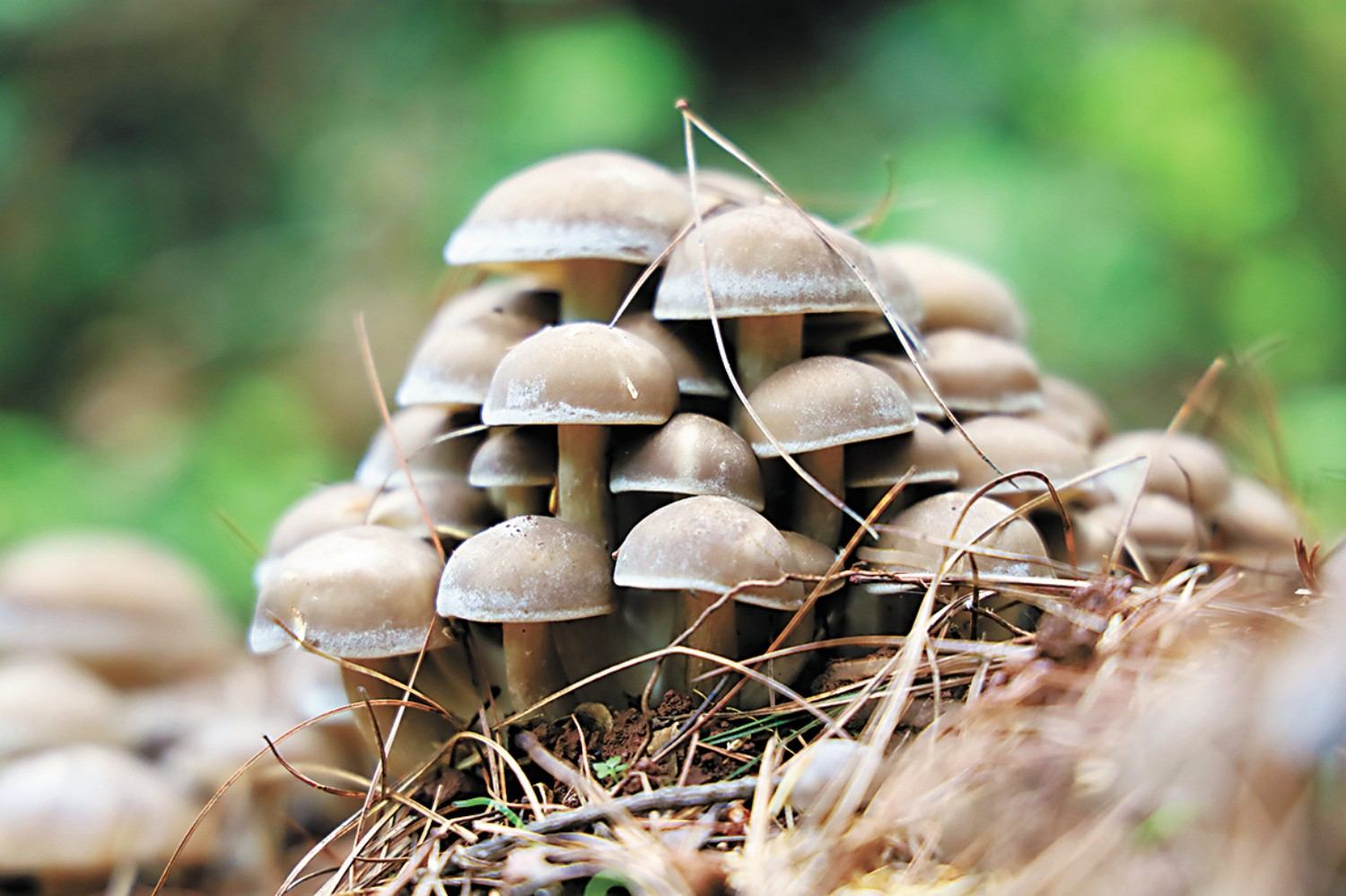 <em>课件</em>： 林业<em>技术</em><em>专业</em>《<em>食用</em>菌栽培<em>技术</em>》