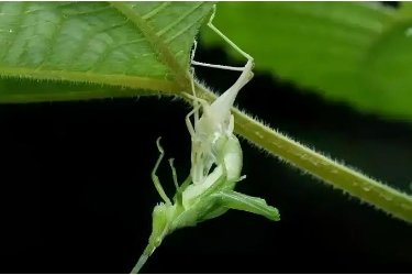 <em>课件</em>：<em>森林草原</em><em>防火</em><em>技术</em><em>专业</em>《<em>林业</em><em>有害生物</em><em>控制</em><em>技术</em>—昆虫的分类与命名》