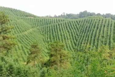 <em>林业</em><em>技术</em>、森林草原防火<em>技术</em><em>专业</em> ：《森林资产评估—基于生态保护<em>与</em>责任担当<em>的</em>森林火灾后资产价值评估》<em>课程</em><em>思</em><em>政</em><em>案例</em>