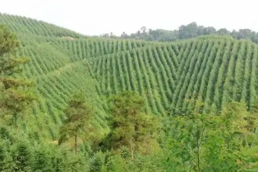 <em>课件</em>：<em>林业</em><em>技术</em>、<em>森林草原</em><em>防火</em><em>技术</em><em>专业</em>《<em>森林</em><em>资产</em><em>评估</em>—<em>森林资源</em><em>资产</em><em>评估</em>实施》