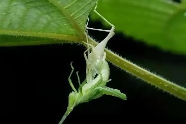 <em>课件</em>：<em>森林草原</em><em>防火</em><em>技术</em><em>专业</em>《<em>林业</em><em>有害生物</em><em>控制</em><em>技术</em>—昆虫的蛹》