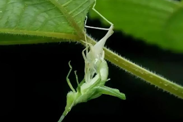 <em>课件</em>：<em>森林草原</em><em>防火</em><em>技术</em><em>专业</em>《林业有害生物控制<em>技术</em>—昆虫的成虫》