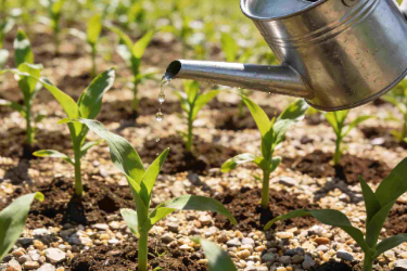 <em>课件</em>：<em>生态农业技术</em><em>专业</em>《作物栽培》