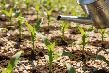 生态农业技术<em>专业</em>《<em>作物</em>栽培 —粮食<em>作物</em>播种及苗期生态栽培技术》<em>课程</em><em>思</em><em>政</em><em>课堂教学</em><em>设计</em>