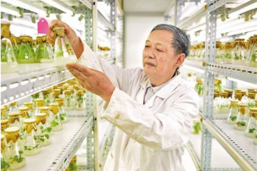 专注杂交油菜育种60余年，'搞农业的就要多下田'