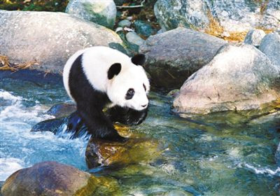 <em>佛坪</em><em>保护</em>区野外抢救<em>大熊猫</em>40余次，参与26次救助