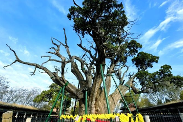 <em>全国十佳</em><em>生态</em><em>护林员</em>，巡山16万公里穿破180余双鞋