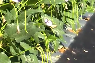 海南推广“防虫网+”绿色防控技术 <em>让</em>豇豆生产提质<em>增效</em>