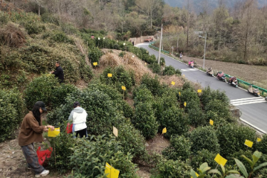 黄山黟县：小小“黄板”护茶园 绿色防控助振兴