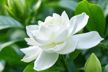 栀子花养护小技巧