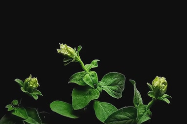 矮牵牛柔美绽放