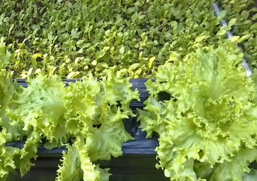 智能温室赋能棚膜经济 科技助力农民增收