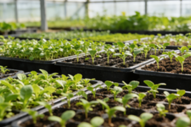 园林<em>技术</em><em>专业</em>：《<em>种苗</em><em>生产</em>—园林植物播种育苗<em>技术</em>》<em>课程</em><em>思</em>政教学<em>案例</em>