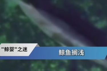 海洋鱼类冷知识：走近小鳁鲸胚胎身世之谜
