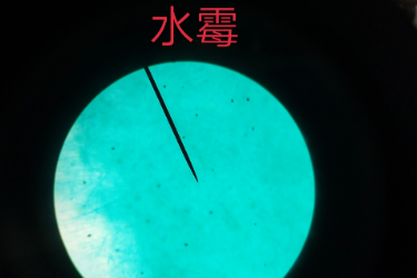 水霉——水霉科的一类水生真菌