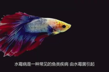 水霉病<em>对</em>鱼<em>的</em><em>影响</em>