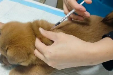 动物医学（宠物养护与疾病防治）<em>专业</em>：《宠物疫病—犬传染性肝炎的鉴别诊断与综合防控》<em>课程</em><em>思</em>政教学<em>案例</em>
