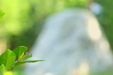 河南夏邑：<em>园林景观</em>石之美