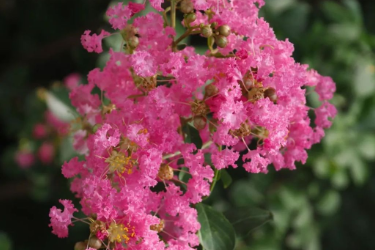 紫薇：谁道花红无百日，紫薇长放半年花