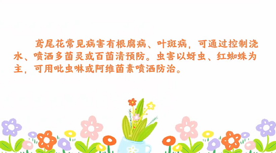 荷花病虫害防治<em>小</em><em>技巧</em>
