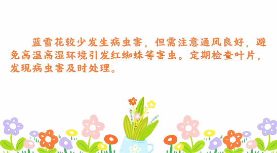 蓝雪花病虫害防治<em>小</em><em>技巧</em>