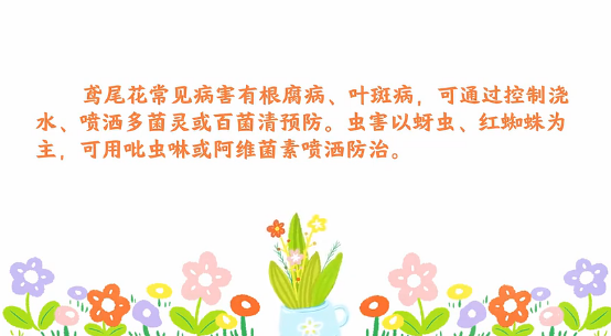 鸢尾花<em>病虫害</em><em>防治</em><em>小</em><em>技巧</em>