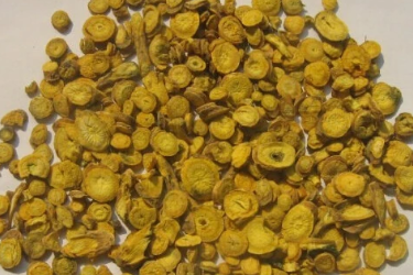 中药黄芩