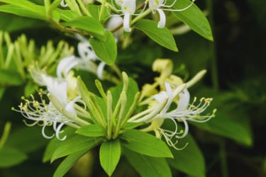 百草学堂：<em>金银</em>花