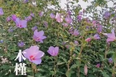 木槿：朝开暮落复朝开
